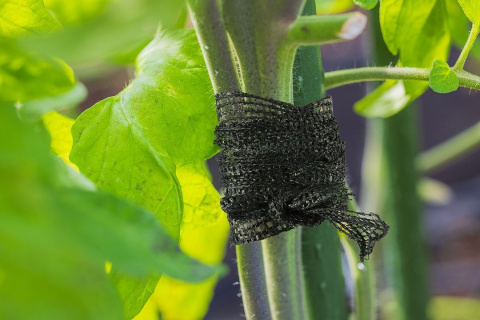 15G471 TAŚMA OGRODNICZA Z SIATKI, DO PODWIĄZYWANIA ROŚLIN, 30 MM, 50 M VERTO