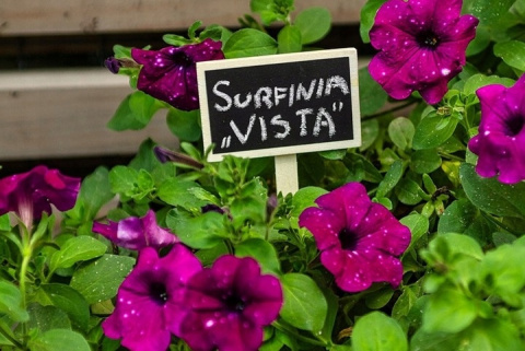 VERTO 15G460 TABLICZKI SADOWNICZE ETYKIETY ZNACZNIKI DO OPISU ROŚLIN 5SZT