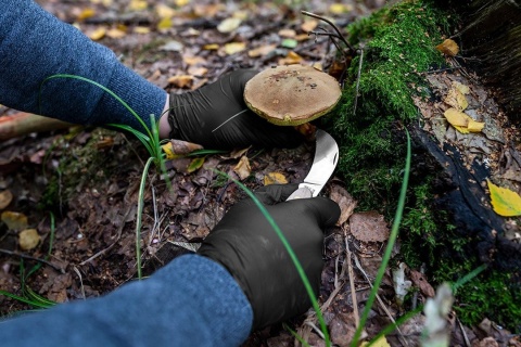 RĘKAWICE NITRYLOWE 100 SZTUK ROZMIAR L 83S217-L TOPEX