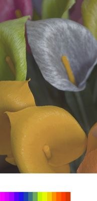 Demonstracja PurColor za pomocą jasnego i wyraźnego obrazu kwiatu z dużym spektrum kolorów